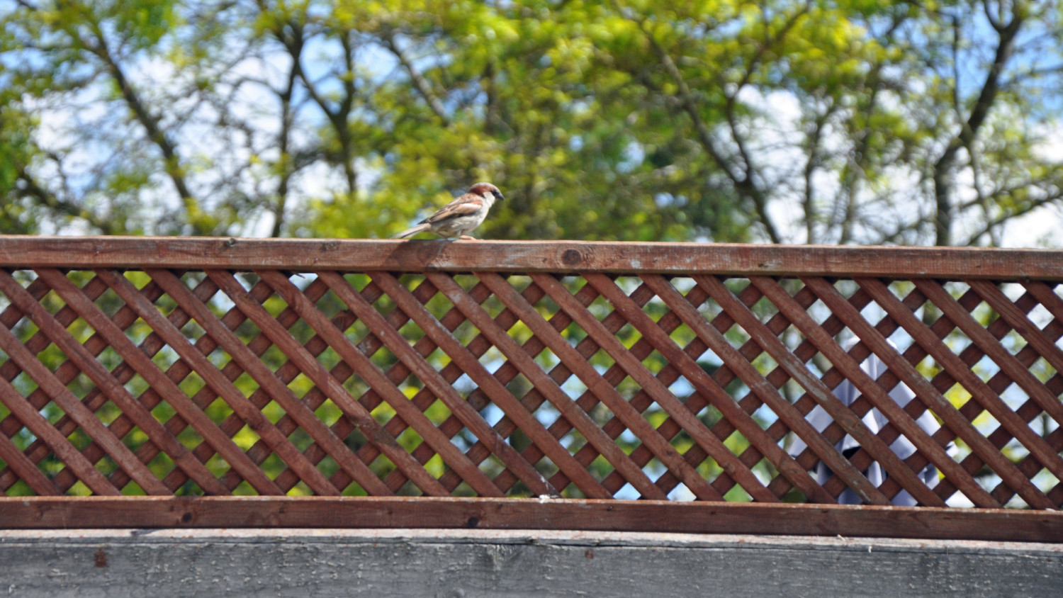 Robin sitting on trellis fence