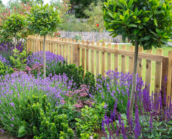 Purple Lavender and salvia among other plants in an attractive border in a garden framed by a picket fence.