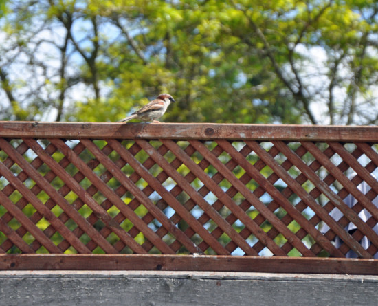 Robin sitting on trellis fence